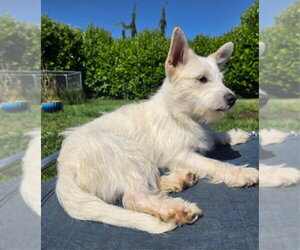 Mutt Dogs for adoption in Olalla, WA, USA