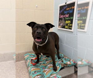 Mutt Dogs for adoption in Brighton, CO, USA