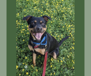 Labrador Retriever-Unknown Mix Dogs for adoption in Boston, MA, USA