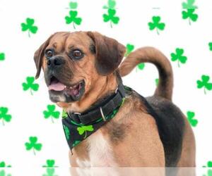 Puggle Dogs for adoption in Derwood, MD, USA