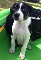Medium Photo #39 Beagle-Unknown Mix Puppy For Sale in DeLand, FL, USA