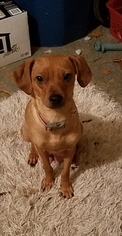 Chiweenie Dogs for adoption in Fenton, MO, USA