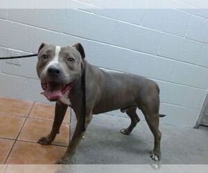 American Pit Bull Terrier Dogs for adoption in Downey, CA, USA