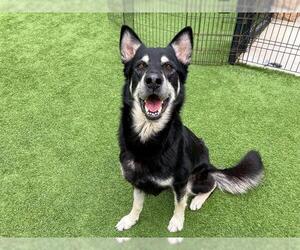 German Shepherd Dog-Unknown Mix Dogs for adoption in Orange, CA, USA