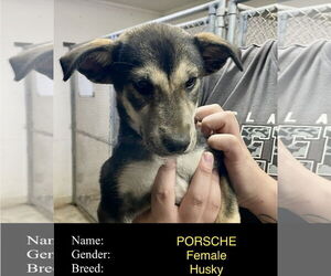 Siberian Husky-Unknown Mix Dogs for adoption in Cedar Crest, NM, USA