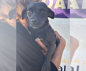 Chihuahua-Unknown Mix Dogs for adoption in Modesto, CA, USA