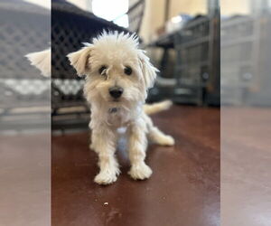 Maltese-Unknown Mix Dogs for adoption in San Diego , CA, USA