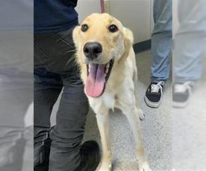 Labrador Retriever-Unknown Mix Dogs for adoption in Visalia, CA, USA