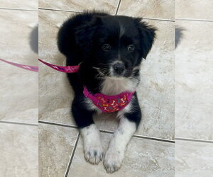 Border Collie-Unknown Mix Dogs for adoption in Jefferson, NJ, USA