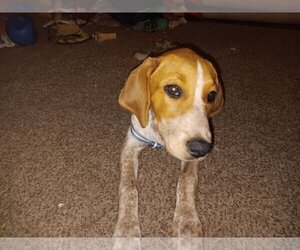 Redbone Coonhound-Unknown Mix Dogs for adoption in Fort Wayne, IN, USA