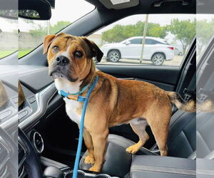Mutt Dogs for adoption in Rowlett, TX, USA