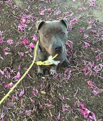 American Staffordshire Terrier Dogs for adoption in Lancaster, CA, USA