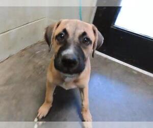 German Shepherd Dog-Mastiff Mix Dogs for adoption in Tulsa, OK, USA