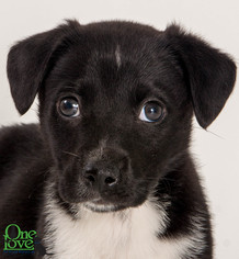 Borador Dogs for adoption in savannah, GA, USA