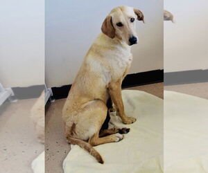 Labrador Retriever-Unknown Mix Dogs for adoption in Mundelein, IL, USA