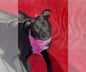 Mutt Dogs for adoption in Mount Laurel, NJ, USA