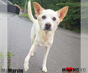 Mutt Dogs for adoption in Maryville, TN, USA