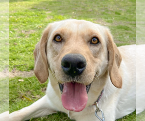 Labrador Retriever-Unknown Mix Dogs for adoption in San Ramon, CA, USA