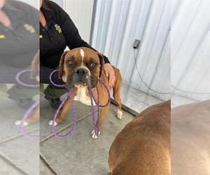 Boxer Dogs for adoption in Bakersfield, CA, USA