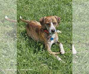 Plott Hound-Unknown Mix Dogs for adoption in Waterloo, IA, USA