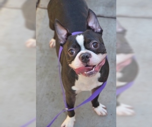 Boston Terrier Dogs for adoption in Fremont, CA, USA