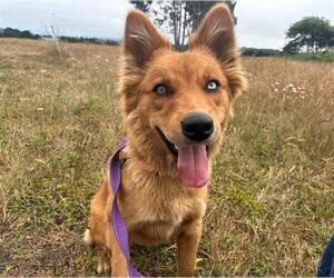 Siberian Husky-Unknown Mix Dogs for adoption in McKinleyville, CA, USA