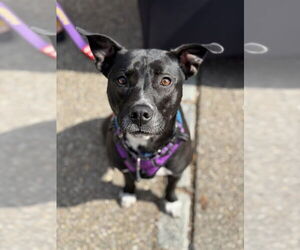 American Pit Bull Terrier-Staffordshire Bull Terrier Mix Dogs for adoption in Shermans Dale, PA, USA
