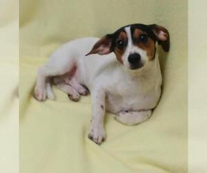 Basschshund Dogs for adoption in Lake City, MI, USA