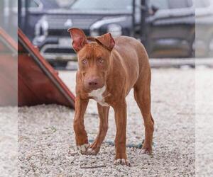 Mastiff Dogs for adoption in Waco, TX, USA