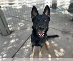 German Shepherd Dog-Unknown Mix Dogs for adoption in Martinez, CA, USA