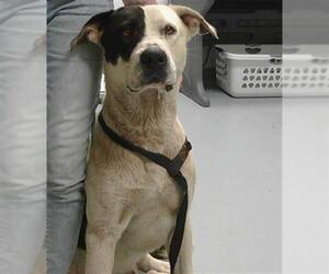 American Bulldog-Unknown Mix Dogs for adoption in St. Cloud, FL, USA