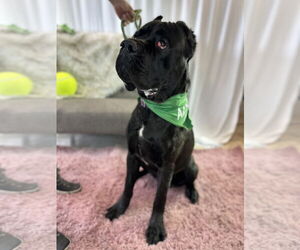 Mutt Dogs for adoption in Goodyear, AZ, USA