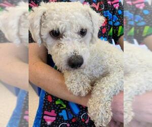 Bichon Frise Dogs for adoption in Pataskala, OH, USA