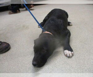 American Pit Bull Terrier-Unknown Mix Dogs for adoption in Oklahoma City, OK, USA