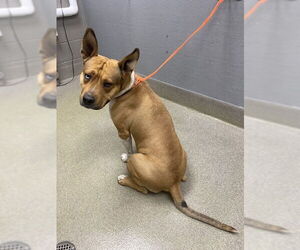 American Pit Bull Terrier-Unknown Mix Dogs for adoption in Las Vegas, NV, USA