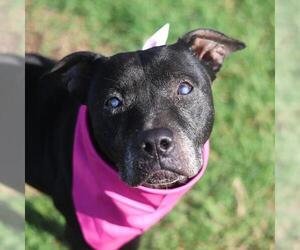 American Staffordshire Terrier-Unknown Mix Dogs for adoption in San Antonio, TX, USA