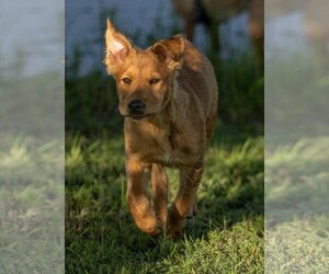 Australian Retriever Dogs for adoption in Winter Park, CO, USA