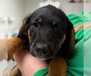 Mutt Dogs for adoption in Jefferson, WI, USA