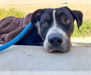 Mastiff-Unknown Mix Dogs for adoption in Orange, CA, USA