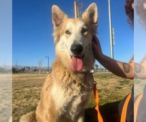 German Shepherd Dog-Unknown Mix Dogs for adoption in Las Vegas, NV, USA