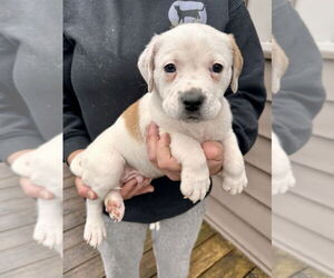 Great Pyrenees-Unknown Mix Dogs for adoption in Brewster, NY, USA