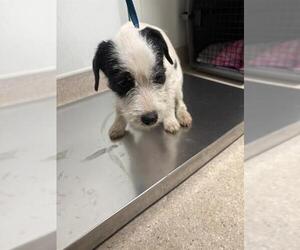 Chihuahua Dogs for adoption in Bakersfield, CA, USA