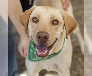 Labrador Retriever-Unknown Mix Dogs for adoption in San Antonio, TX, USA