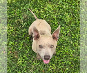 American Pit Bull Terrier-Thai Ridgeback Mix Dogs for adoption in Conway, AR, USA