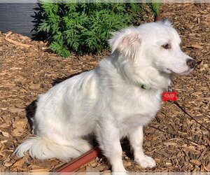 Mutt Dogs for adoption in San Diego, CA, USA