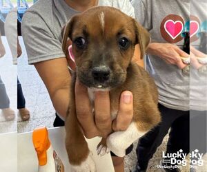 Labrador Retriever-Unknown Mix Dogs for adoption in Washington, DC, USA