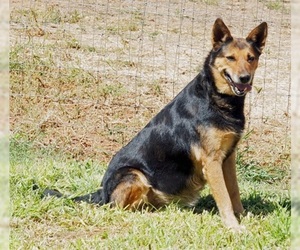 Shepradors Dogs for adoption in Scottsdale, AZ, USA