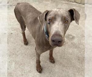 Doberman Pinscher Dogs for adoption in Houston, TX, USA