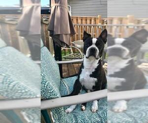 Boston Terrier Dogs for adoption in Brights Grove, Ontario, Canada