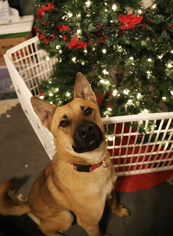 Akita Dogs for adoption in Nesbit, MS, USA